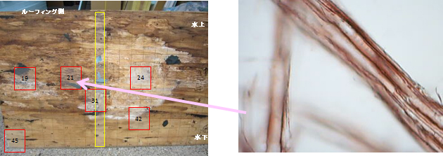 劣化した野地板（左）と木材繊維の顕微鏡観察（右）
